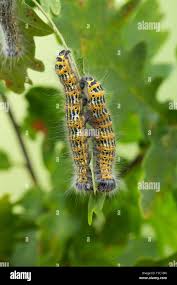 Attēlu rezultāti vaicājumam “Phalera bucephala larva”