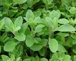 Attēlu rezultāti vaicājumam “Origanum majorana flower”