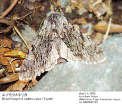 Attēlu rezultāti vaicājumam “Brachionycha nubeculosa”