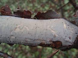 Attēlu rezultāti vaicājumam “Vuilleminia comedens”