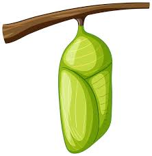 Attēlu rezultāti vaicājumam “pupa”