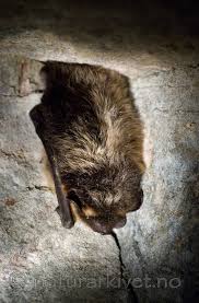 Attēlu rezultāti vaicājumam “Eptesicus nilssonii”