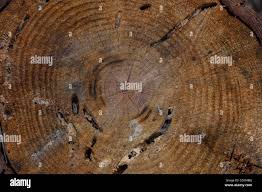 Attēlu rezultāti vaicājumam “Hertelidea botryosa”