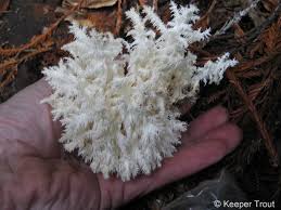 Attēlu rezultāti vaicājumam “Hericium coralloides”