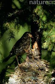 Attēlu rezultāti vaicājumam “Turdus philomelos nest”