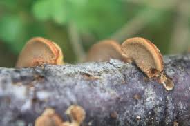 Attēlu rezultāti vaicājumam “Gloeophyllum trabeum”