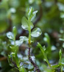 Attēlu rezultāti vaicājumam “Pseudobryum cinclidioides”