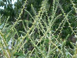 Attēlu rezultāti vaicājumam “Chenopodiaceae”