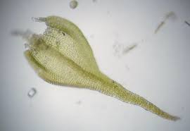 Attēlu rezultāti vaicājumam “Pseudoleskeella nervosa”