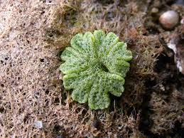 Attēlu rezultāti vaicājumam “Riccia rhenana”