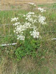 Image result for Heracleum sphondylium
