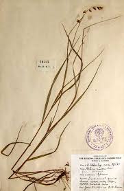 Attēlu rezultāti vaicājumam “Melica nutans”