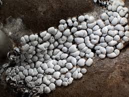 Attēlu rezultāti vaicājumam “Diderma globosum macro”