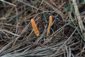 Attēlu rezultāti vaicājumam “Symphytocarpus trechisporus macro”