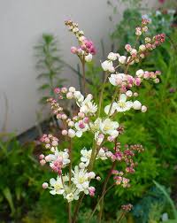 Attēlu rezultāti vaicājumam “Filipendula vulgaris bud”