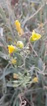 Image result for Diplotaxis tenuifolia