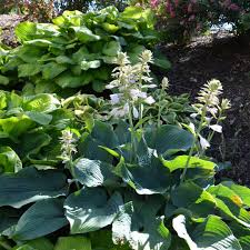 Image result for Hosta sieboldiana 'Elegans'