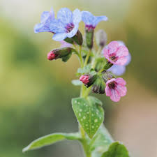 Image result for Pulmonaria officinalis