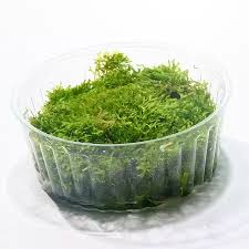 Attēlu rezultāti vaicājumam “Riccia rhenana”