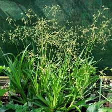 Attēlu rezultāti vaicājumam “Luzula pilosa bud”