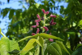 Attēlu rezultāti vaicājumam “Juglans mandshurica female flower”