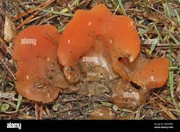 Attēlu rezultāti vaicājumam “Tremiscus helvelloides”