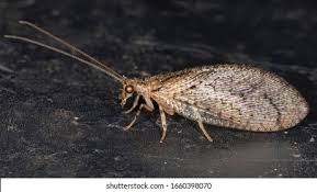 Attēlu rezultāti vaicājumam “Hemerobiidae”