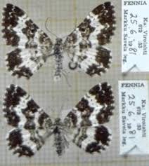 Attēlu rezultāti vaicājumam “Epirhoe tristata”