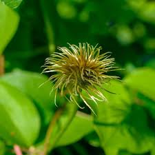 Attēlu rezultāti vaicājumam “Clematis fruit”