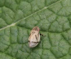 Attēlu rezultāti vaicājumam “Lepyronia coleoptrata”