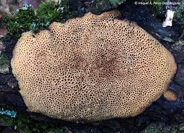 Attēlu rezultāti vaicājumam “Dichomitus campestris”