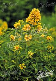 Attēlu rezultāti vaicājumam “Lysimachia vulgaris”