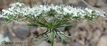 Attēlu rezultāti vaicājumam “Daucus sativus flower”