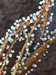 Attēlu rezultāti vaicājumam “Symphytocarpus flaccidus plasmodium”