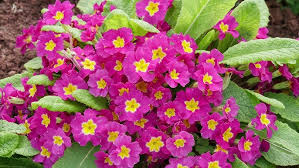 Attēlu rezultāti vaicājumam “Primula x polyantha”