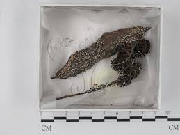 Attēlu rezultāti vaicājumam “Diachea leucopodia”