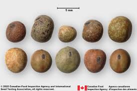 Attēlu rezultāti vaicājumam “Pisum sativum”