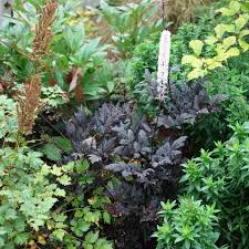 Image result for Silberkerze