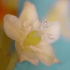 Attēlu rezultāti vaicājumam “Reynoutria japonica flower”