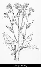 Attēlu rezultāti vaicājumam “Hieracium vulgatum leaf”