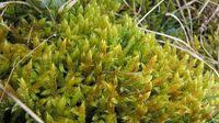 Attēlu rezultāti vaicājumam “Hypnum cupressiforme var. lacunosum sporophyte”