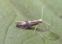 Attēlu rezultāti vaicājumam “Argyresthia spinosella”