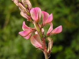 Attēlu rezultāti vaicājumam “Onobrychis arenaria fruit”