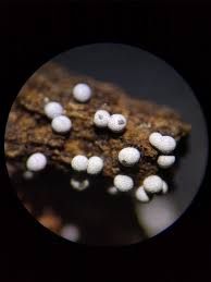 Attēlu rezultāti vaicājumam “Physarum melleum spores”