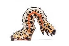 Attēlu rezultāti vaicājumam “Abraxas grossulariata larva”