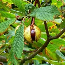 Attēlu rezultāti vaicājumam “Aesculus hippocastanum fruit”