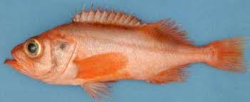 Image result for Sebastes fasciatus