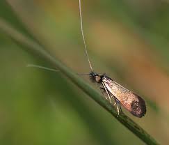 Attēlu rezultāti vaicājumam “Adelidae”