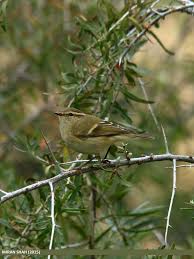 Image result for Phylloscopus humei