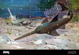 Image result for Pristis pectinata